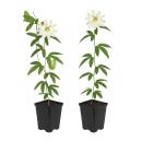 Exotenherz Kletterpflanzen - Passionsblume Passiflora...