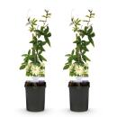Exotenherz Kletterpflanzen - Passionsblume Passiflora Avalanche - 2er Set - 11cm Topf