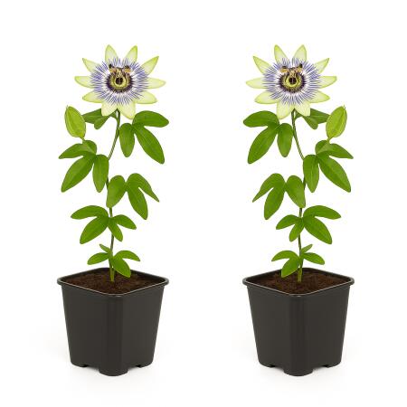 Exotenherz Kletterpflanzen - Passionsblume - Passiflora caerulea  - 2er Set - 11cm Topf