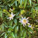 Exotenherz Kletterpflanzen - Passionsblume - Passiflora caerulea  - 2er Set - 11cm Topf