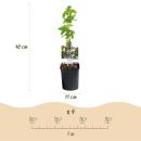 Exotenherz Kletterpflanzen - Passionsblume - Passiflora caerulea  - 2er Set - 11cm Topf