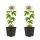 Exotenherz Kletterpflanzen - Passionsblume - Passiflora caerulea  - 2er Set - 11cm Topf