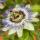 Exotenherz Kletterpflanzen - Passionsblume - Passiflora caerulea  - 2er Set - 11cm Topf