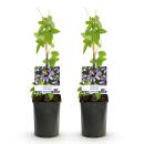 Exotenherz Kletterpflanzen - Passionsblume - Passiflora Damsels Delight  - 2er Set - 11cm Topf