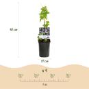 Exotenherz Kletterpflanzen - Passionsblume - Passiflora Damsels Delight  - 2er Set - 11cm Topf