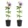 Exotenherz Kletterpflanzen - Passionsblume - Passiflora Damsels Delight  - 2er Set - 11cm Topf