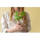Mini-Pflanzen Geschenkset - Ginkgo biloba – Fächerblattbaum – Tempelbaum