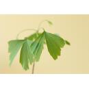 Mini-Pflanzen Geschenkset - Ginkgo biloba – Fächerblattbaum – Tempelbaum