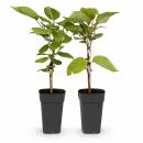 Actinidia deliciosa "Jenny" - Grüne Kiwi -...