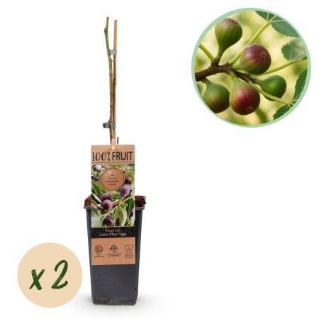 Ficus carica "Little Miss Figgy" - Rotfrüchtige Feige - 15cm Topf - ca. 50cm - Set mit 2 Pflanzen
