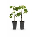 Ficus carica "Little Miss Figgy" -...