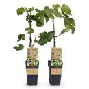 Ficus carica "Little Miss Figgy" - Rotfrüchtige Feige - 15cm Topf - ca. 50cm - Set mit 2 Pflanzen