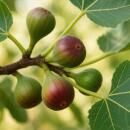 Ficus carica "Little Miss Figgy" - Rotfrüchtige Feige - 15cm Topf - ca. 50cm - Set mit 2 Pflanzen