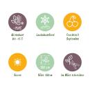 Ficus carica "Little Miss Figgy" - Rotfrüchtige Feige - 15cm Topf - ca. 50cm - Set mit 2 Pflanzen