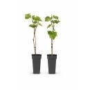 Vitis vinifera "Boskoop Glory" - Blaue...