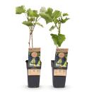 Vitis vinifera "Boskoop Glory" - Blue Grape - 15cm Pot - approx. 50cm tall - Set of 2