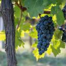 Vitis vinifera "Boskoop Glory" - Blue Grape - 15cm Pot - approx. 50cm tall - Set of 2