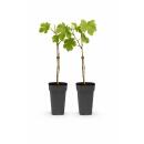 Vitis vinifera "Vroege van der Laan" - Weisse Weintraube - 15cm Topf - ca. 50cm hoch - 2er Set