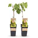 Vitis vinifera "Vroege van der Laan" - Weisse...