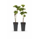 Vitis vinifera "Bianca" - Weisse Weintraube -...