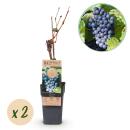 Vitis vinifera "Regent" - Blaue Weintraube -...