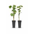 Vitis vinifera "Regent" - Blaue Weintraube -...
