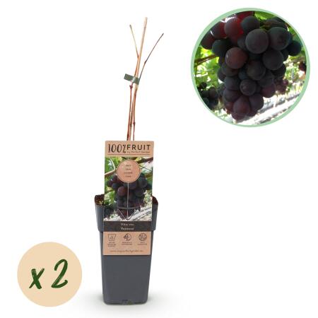 Vitis vinifera "Vanessa" - Seedless Purple Grape - 15cm Pot - approx. 50cm tall - 2-piece set