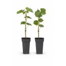 Vitis vinifera "Vanessa" - Kernlose Lila...