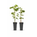 Vitis vinifera "Himrod" - Kernlose Weisse...