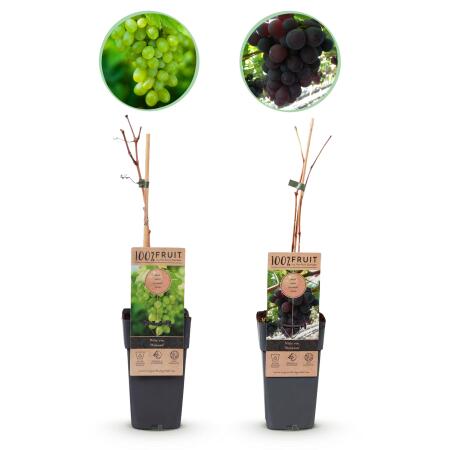 Vitis vinifera "Vanessa" und "Himrod" - Kernlose Lila und Weisse Weintraube - 15cm Topf - ca. 50cm hoch - Set mit 2 versch. Pflanzen