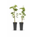 Vitis vinifera "Vanessa" und "Himrod"...