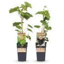 Vitis vinifera "Vanessa" und "Himrod" - Kernlose Lila und Weisse Weintraube - 15cm Topf - ca. 50cm hoch - Set mit 2 versch. Pflanzen