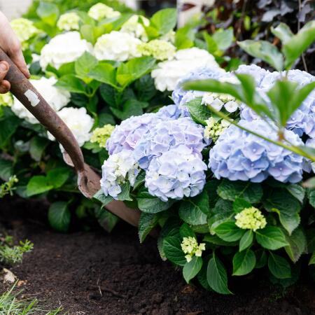 Exotenherz - Hortensia - Hydrangea Forever & Ever - Blau - 7-12 Blte