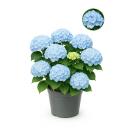 Exotenherz - Hortensia - Hydrangea Forever & Ever -...