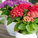 Exotenherz - Hortensia - Hydrangea Forever & Ever -...