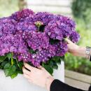 Exotenherz - Hortensia - Hydrangea Forever & Ever -...