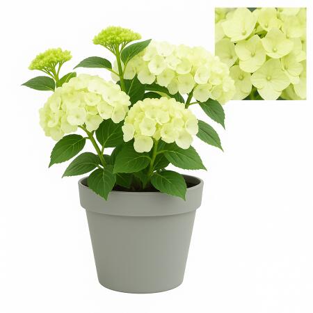 Cœur exotique - Hortensia - Hydrangea Magical Nobless - Blanc - 6-10 fleurs - pot 23cm