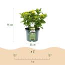 Cœur exotique - Hortensia - Hydrangea Magical Nobless - Blanc - 6-10 fleurs - pot 23cm
