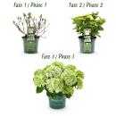 Cœur exotique - Hortensia - Hydrangea Magical Nobless - Blanc - 6-10 fleurs - pot 23cm