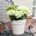 Cœur exotique - Hortensia - Hydrangea Magical Nobless - Blanc - 6-10 fleurs - pot 23cm