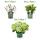 Cœur exotique - Hortensia - Hydrangea Magical Nobless - Blanc - 6-10 fleurs - pot 23cm