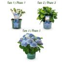 Exotic Heart - Hydrangea - Hydrangea Magical Revolution Blue - Blue - 6-10 flowers - 23cm pot