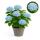 Exotic Heart - Hydrangea - Hydrangea Magical Revolution Blue - Blue - 6-10 flowers - 23cm pot