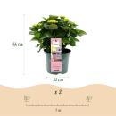 Cœur exotique - Hortensia - Hydrangea Magical Revolution Pink - 6-10 fleurs - pot 23cm
