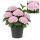 Cœur exotique - Hortensia - Hydrangea Magical Revolution Pink - 6-10 fleurs - pot 23cm