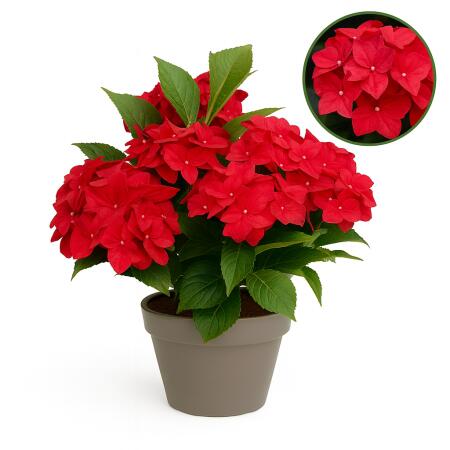 Exotic Heart - Hortensia - Hydrangea Magical Teusday & Saphire - Red - 6-10 flowers - 23cm pot