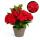 Exotic Heart - Hortensia - Hydrangea Magical Teusday & Saphire - Red - 6-10 flowers - 23cm pot