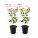 Acer palmatum "Phönix" - japanischer Fächerahorn - laubabwerfend - 19cm Topf - 70cm - 2er Set - grün-rot