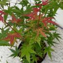 Acer palmatum "Phönix" - japanischer Fächerahorn - laubabwerfend - 19cm Topf - 70cm - 2er Set - grün-rot