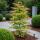 Acer palmatum "Phönix" - japanischer Fächerahorn - laubabwerfend - 19cm Topf - 70cm - 2er Set - grün-rot